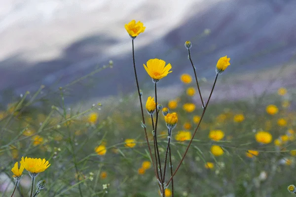 desert-sunflower