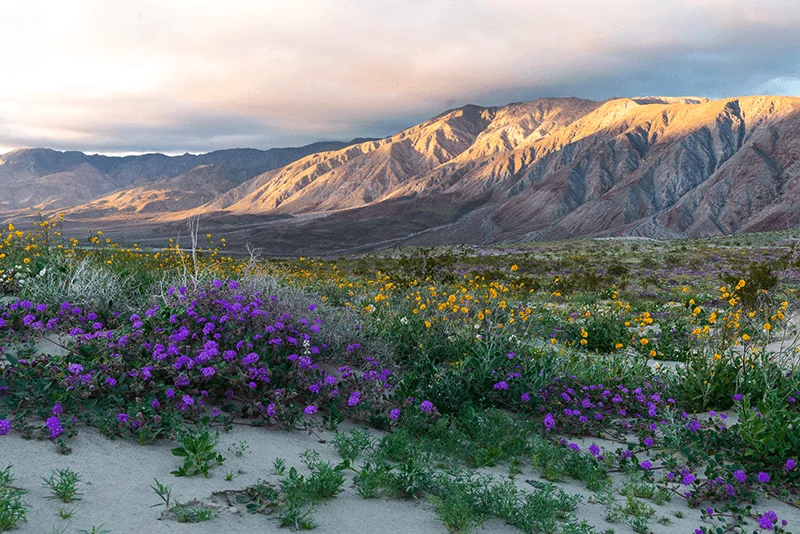 desert-super-bloom-2