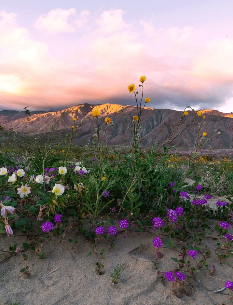 desert-super-bloom-4