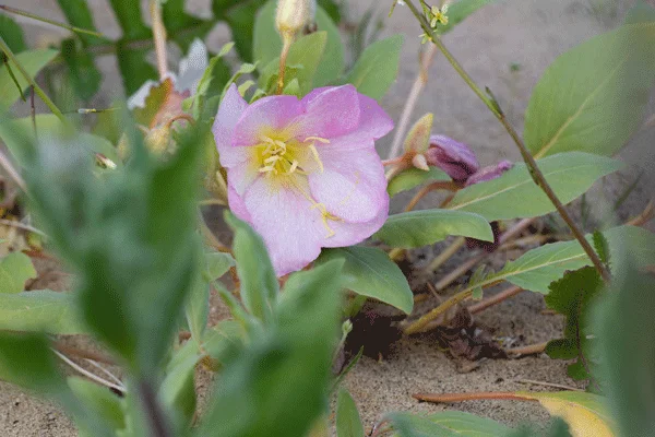 flowers10