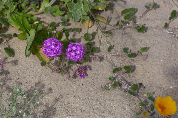 flowers4