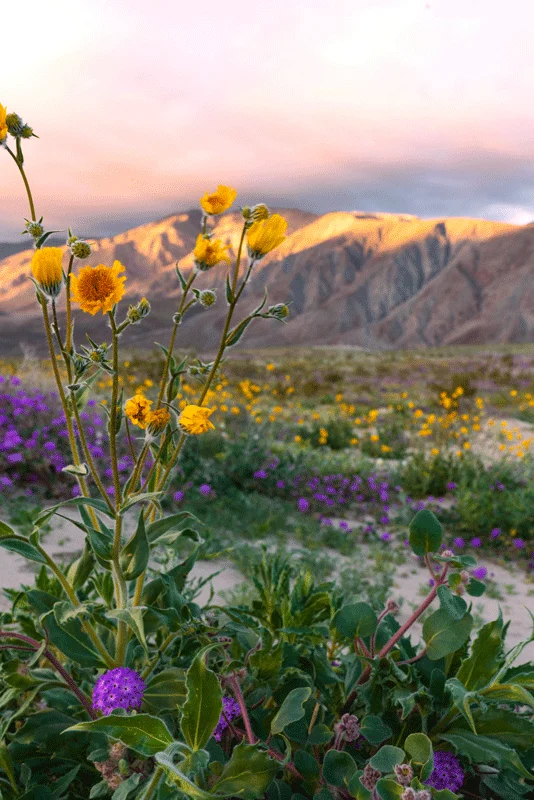 super-bloom-flowers